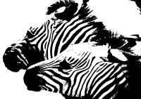 Two Zebras�